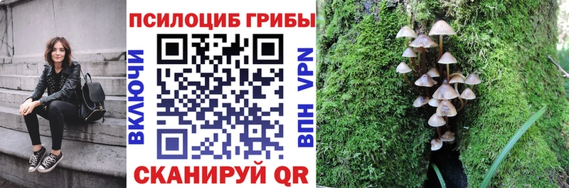 Псилоцибиновые грибы Psilocybe Избербаш